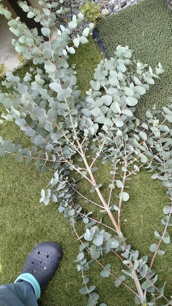 Amazon｜ユーカリ 銀世界 リース ドライフラワー スワッグ