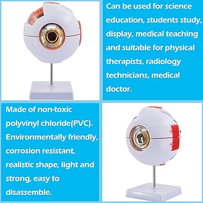 Zoeyilan Eye Anatomy Model, Magnification 6X - View #14