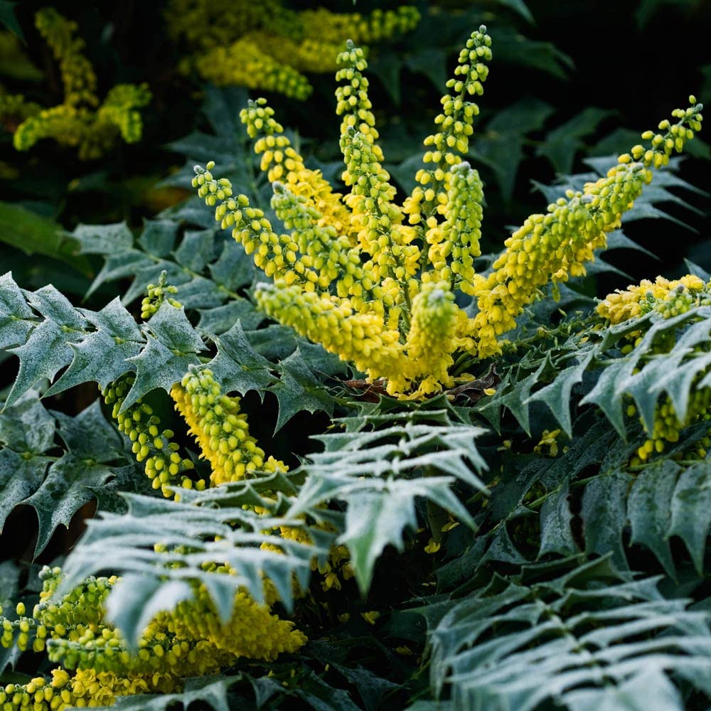 Mahonia x Media Charity - Oregon Grape - Plant in 2 L Pot..