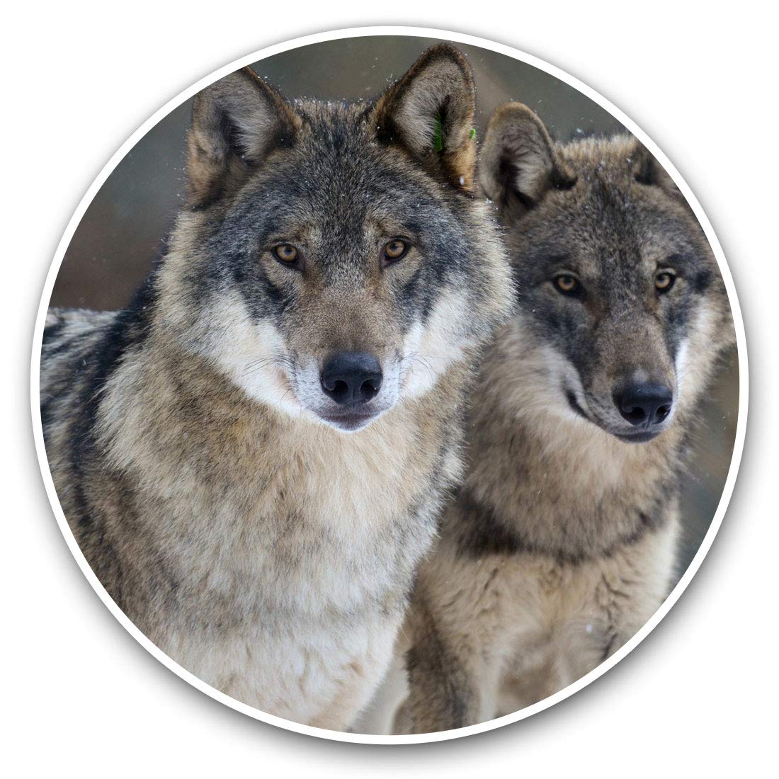 Destination Vinyl Ltd Wild Wolves Winter Animal Pack Wolf 8106 Vinyl Stickers (Set Of 2) 7.5Cm - Wild Wolves Winter Animal Pack Wolf #8106