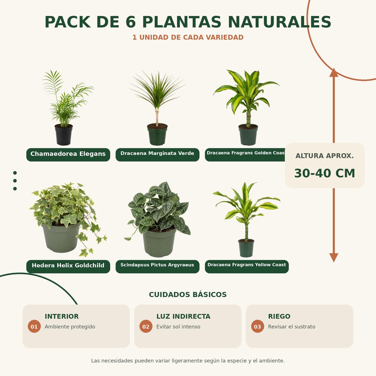 DECOALIVE Pack 6 Plantas de Interior: Riego Moderado