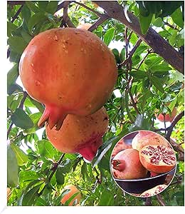 BALDUR Garten Granatapfel, 1 Pflanze, Punica granatum Granatapfelbaum
