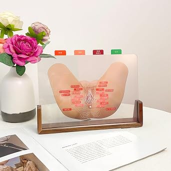 Female Vulva Layered Demonstration Model Anatomical Models for Beauty Salon Professional Teaching Tools