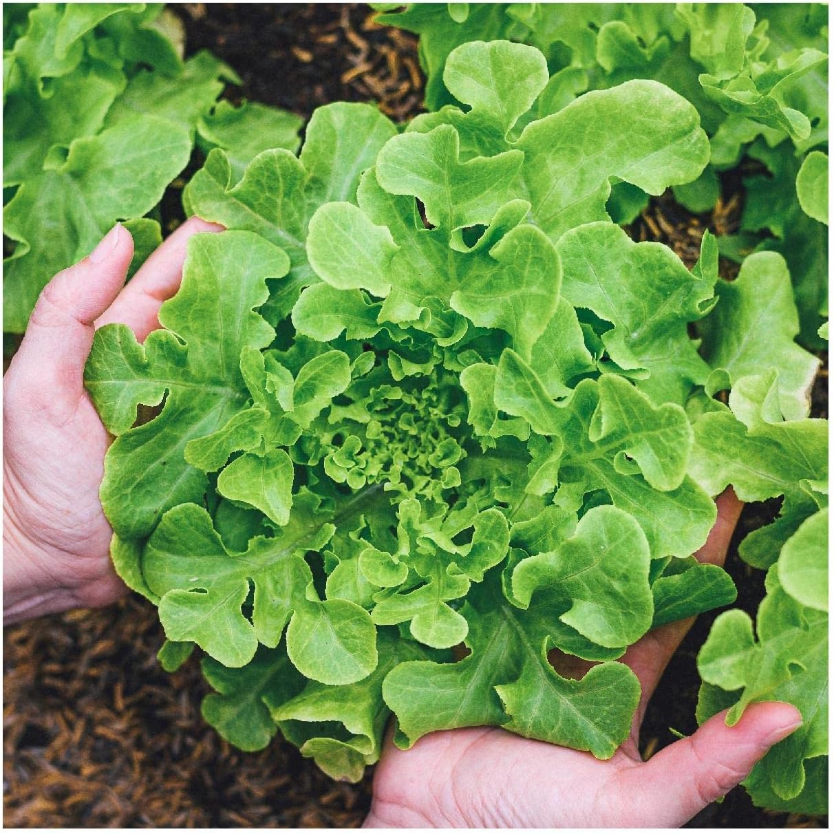 Everwilde Farms - 1 Lb Organic Salad Bowl Leaf Lettuce Seeds - Gold Vault Packet