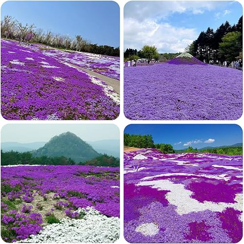 Miniatura 2 de 2000+ Purple Wild Creeping Thyme Seeds for Planting Dwarf Ground Cover Plants Thymus serpyllum Heirloom & Open Pollinated High Germination Rate Easy