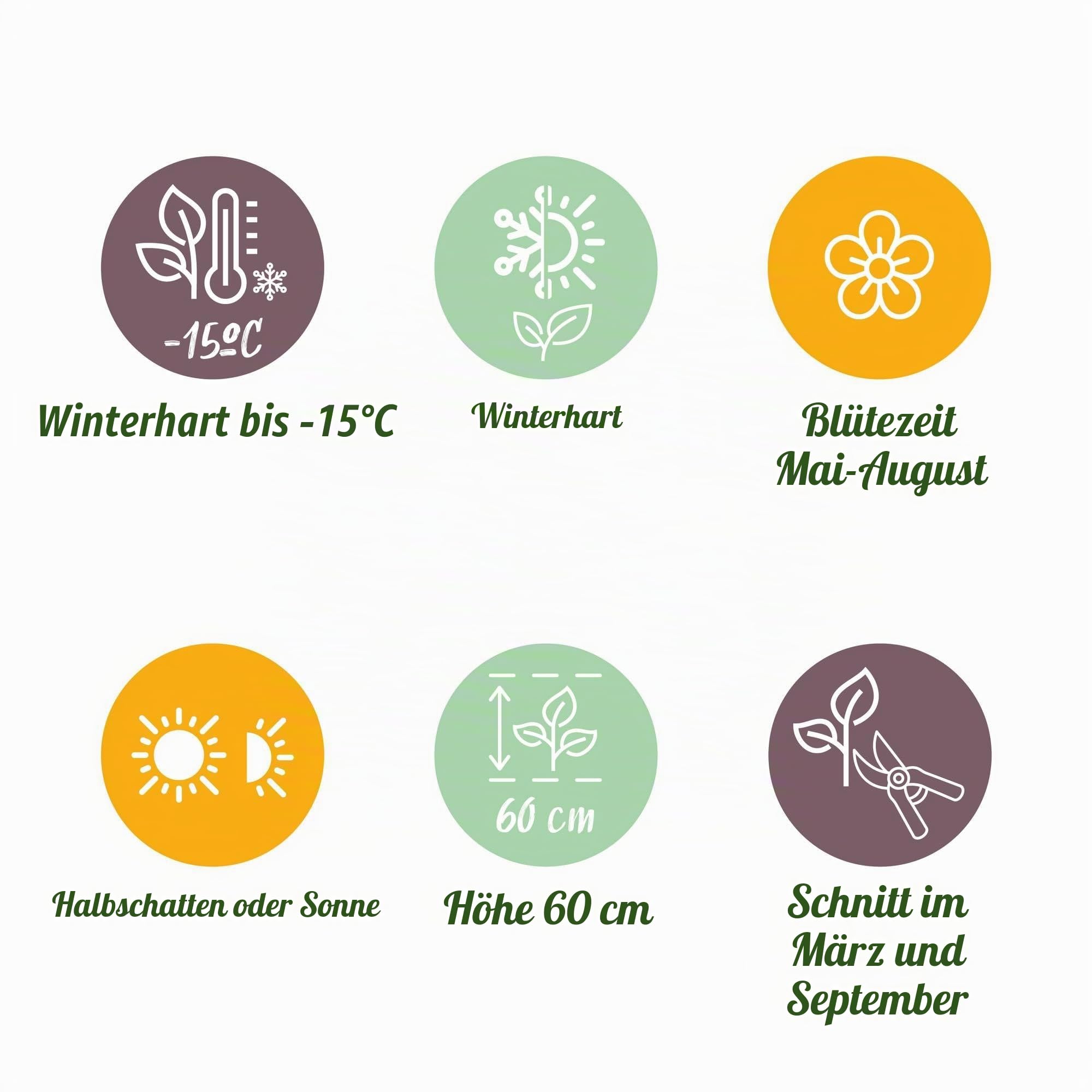 GreenboutiQ - Gartenpflanze - Lavandula angustifolia Munstead - Lavendel - Winterhart - Lila - 18 Pflanzen - Topf 12cm - Höhe 15-25cm