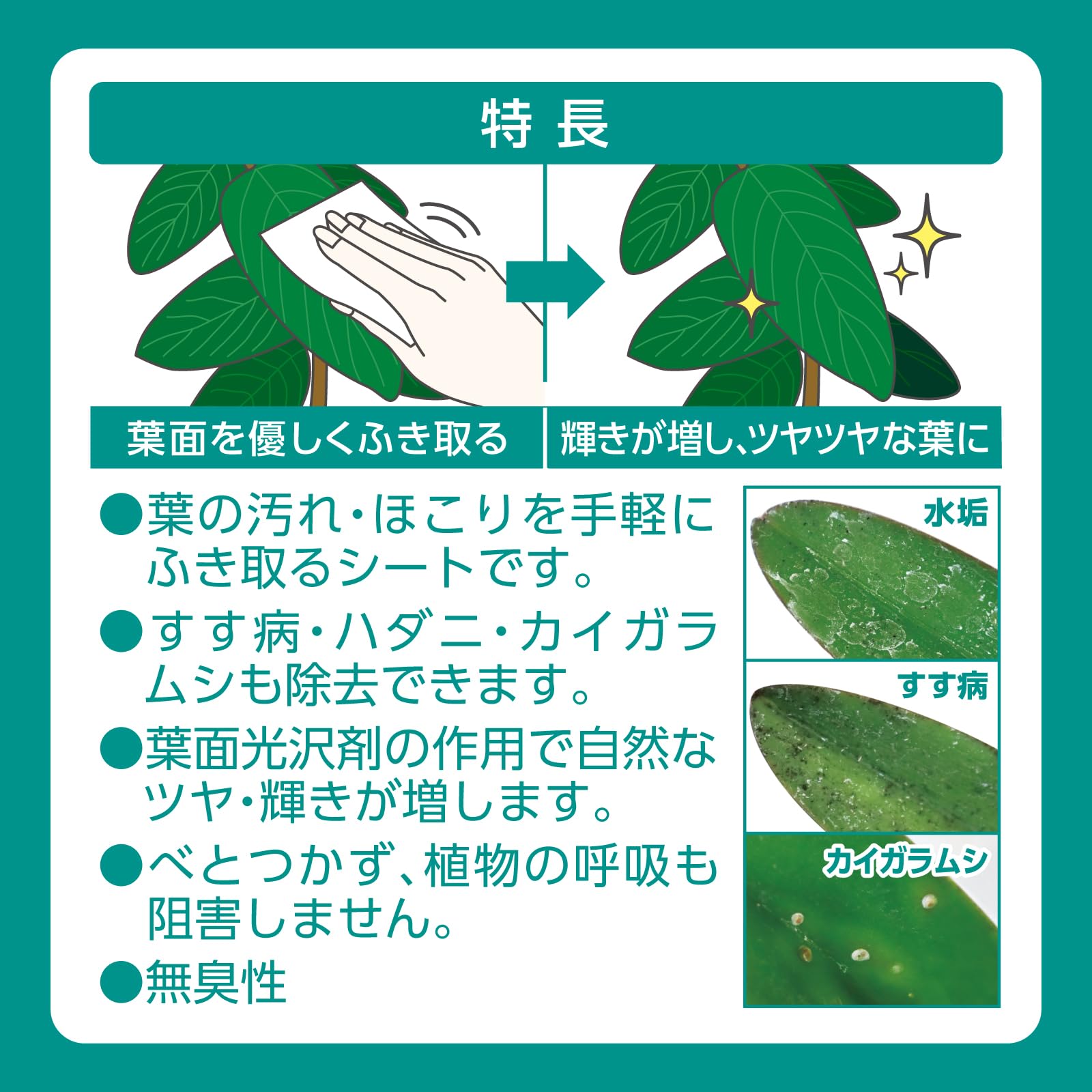 Amazon.co.jp: KINCHO園芸 葉面洗浄剤 MYPLANTS葉をきれいにするシート