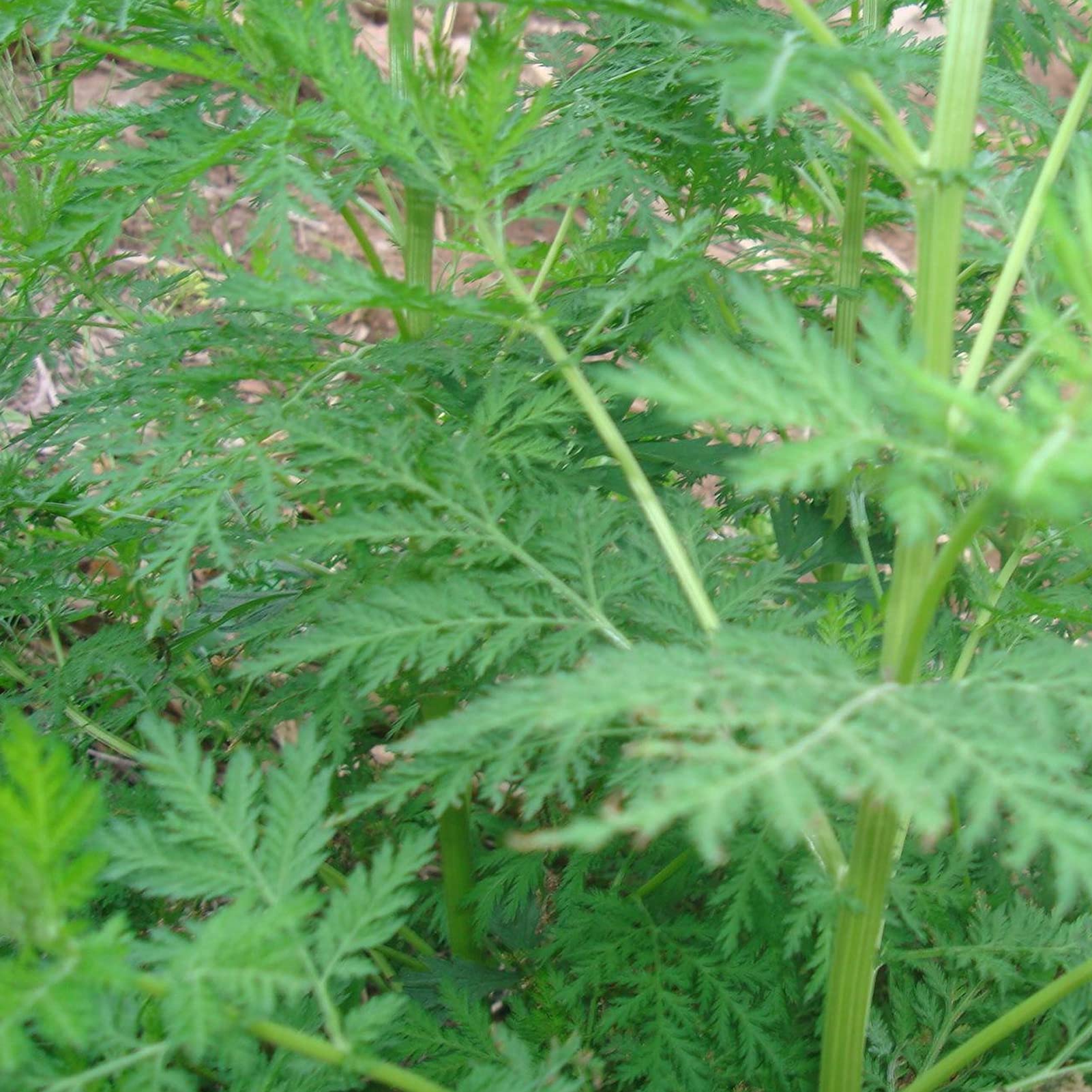 200 Graines D'Armoise Annuelle (Artemisia Annua) - Plante Médicinale Chinoise Herbe D'Absinthe - Culture Facile