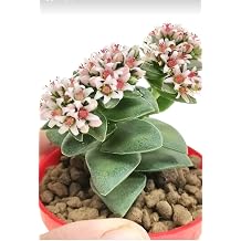 Kalp Hoya Mum   Mekan Sukulent, Pembe, Minik Boy 5.5cm