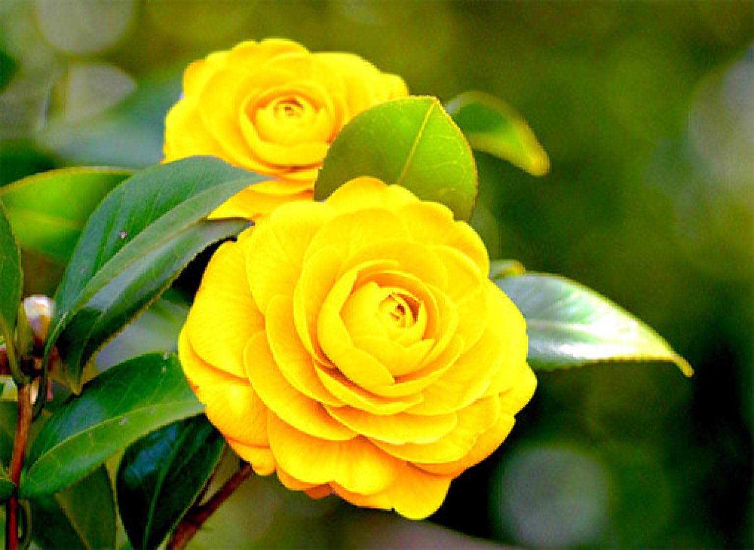 ONLINE PLANT BAZAR Yellow Camellia October Magic Shi Shi flower plant Rare Hybrid 1.5 Feet to 2 Feet Tree (B0CRF87VCY) Amazon Price History, Amazon Price Tracker