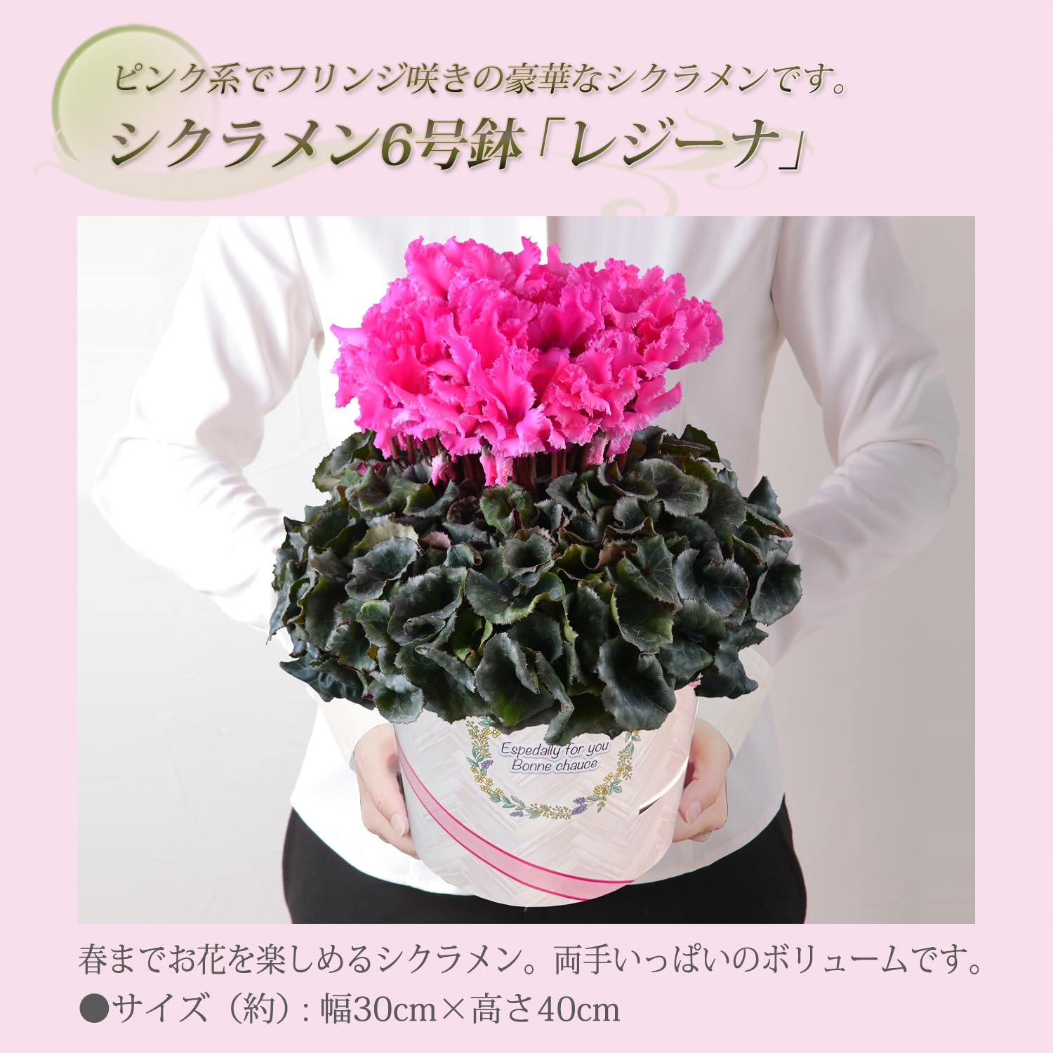 Amazon | 花のギフト社 シクラメン ギフト プレゼント 花 鉢植え 鉢花