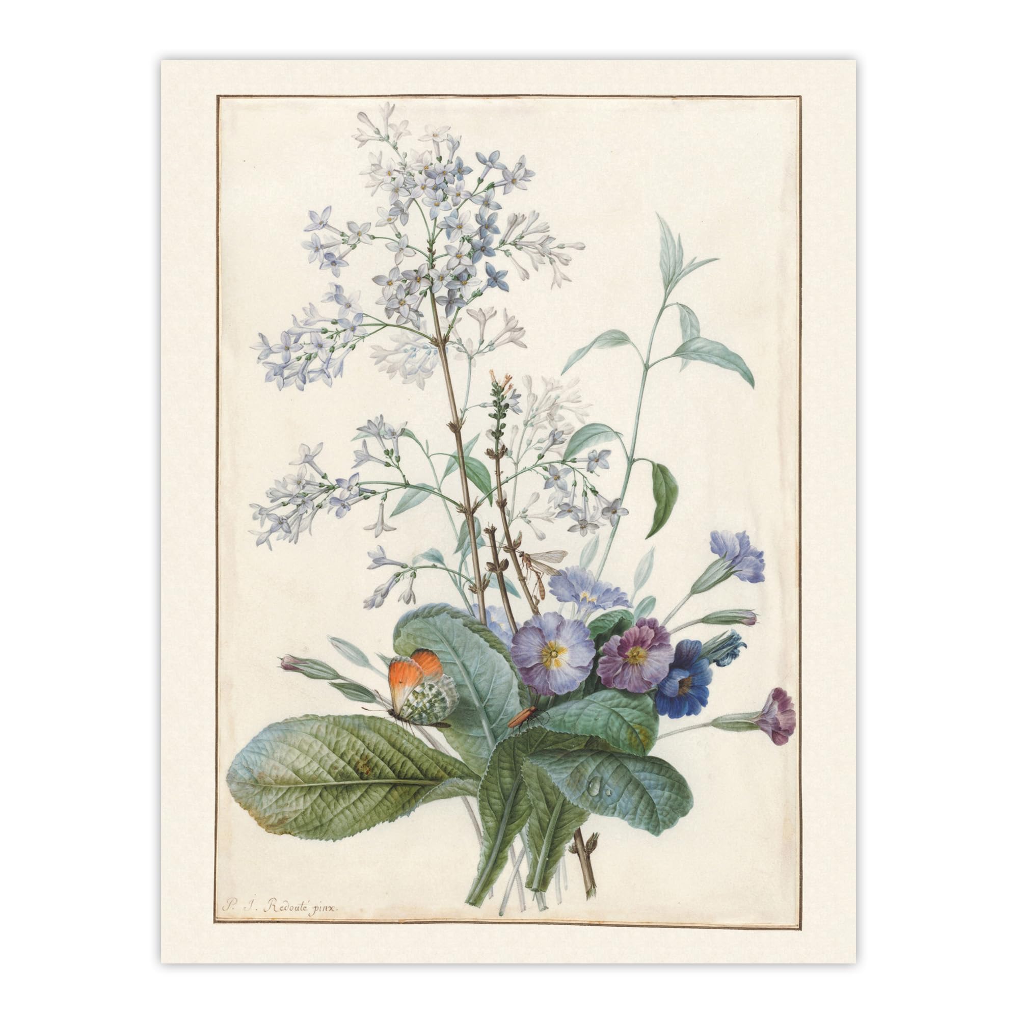 Artery8 Botanical Illustration Wall Art Print Poster W12" x H16" White