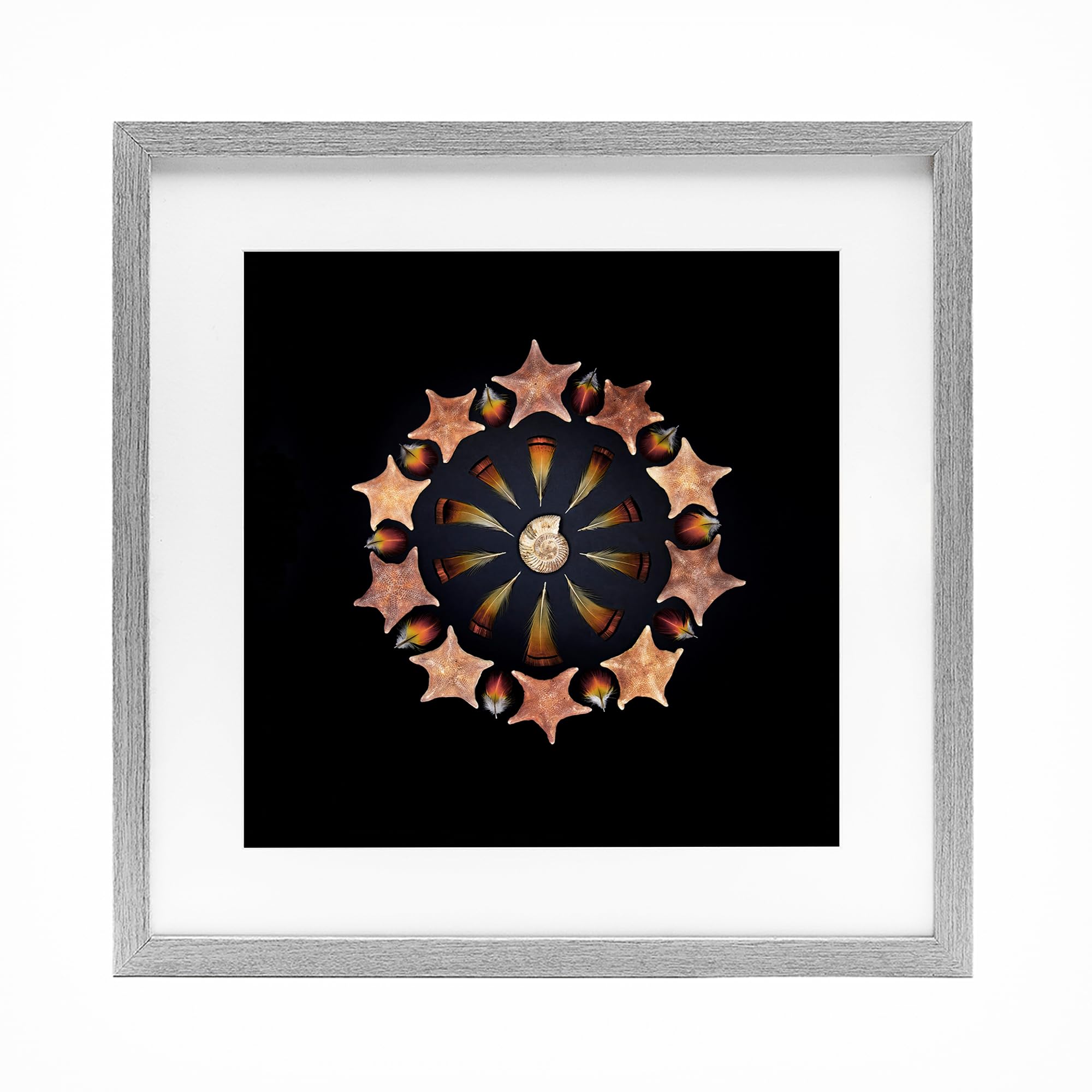 'Nautical Nature Arrangement'| Framed Print Under Glass