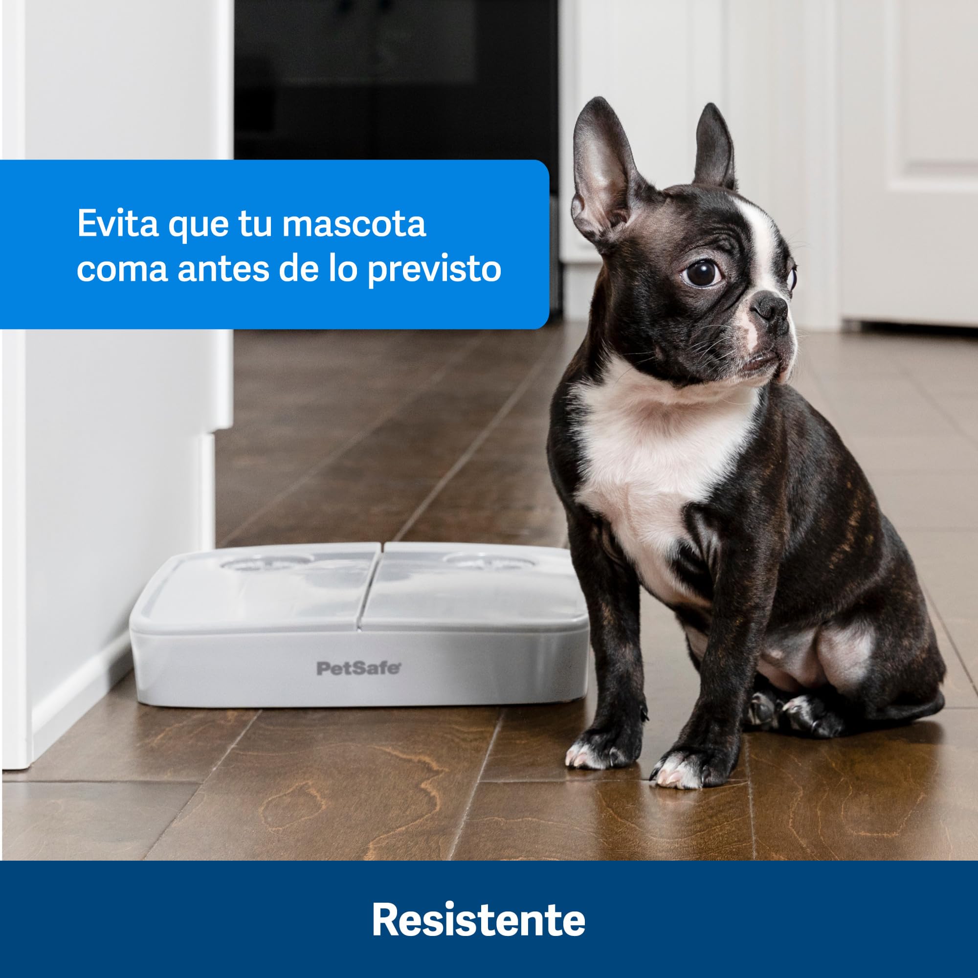 PetSafe Automat do karmy na 2 posiłki, wbudowane zegary sterujące, Misa bez BPA, nadaje się do suchej karmy, szary, 1 sztuka (1 opakowanie)