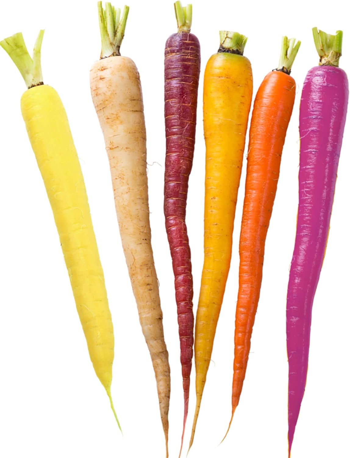 Dichmag 2000+ Rainbow Carrot Seeds for Planting Organic