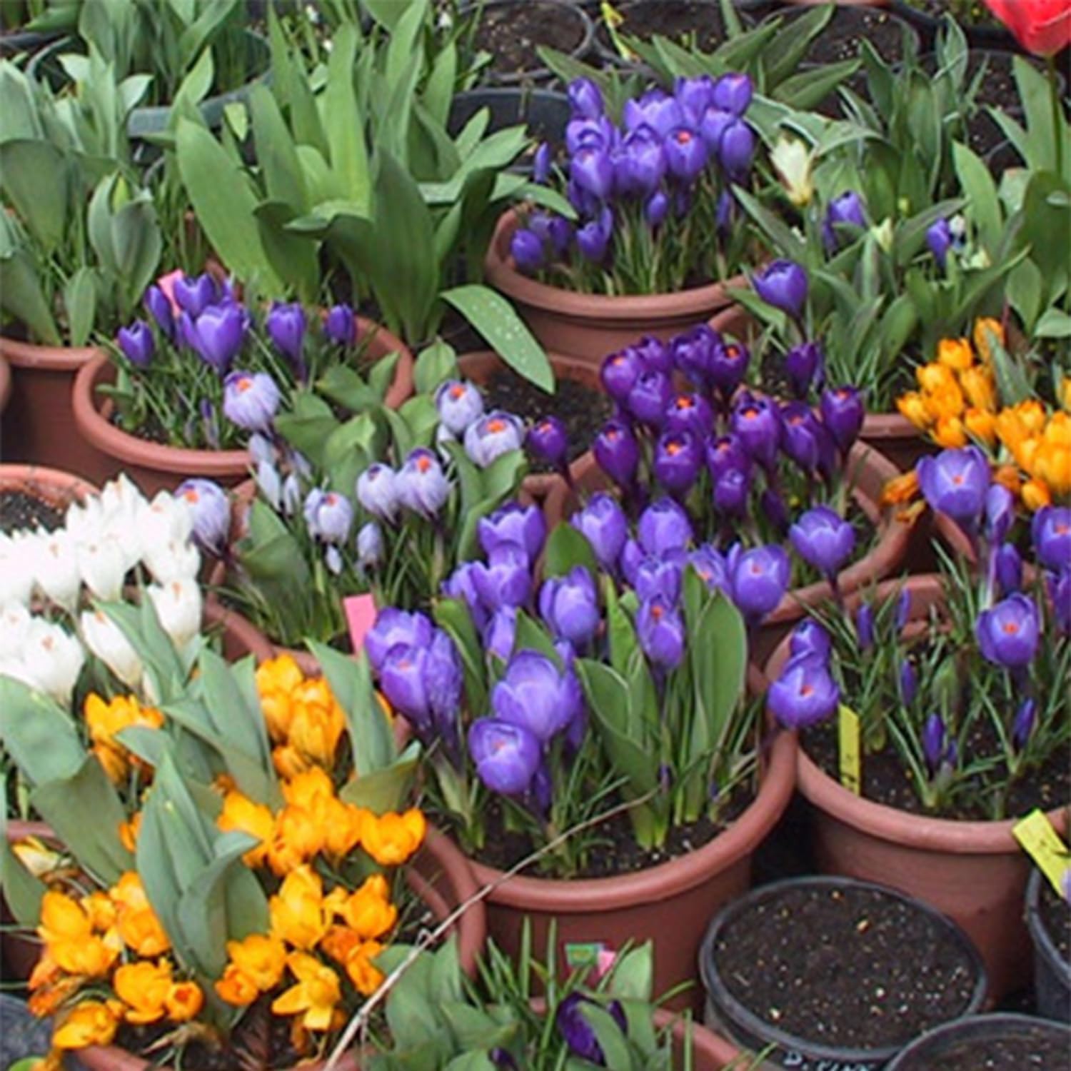 15 Bulbi Di Crocus Botanici Miscuglio - Circonferenza 5/+ Cm, Fioritura Garantita, Provenienza Olandese