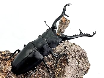 生物　閲覧用 パワーボックス SV550X(販売終了) | 水中生物用品・水槽用品