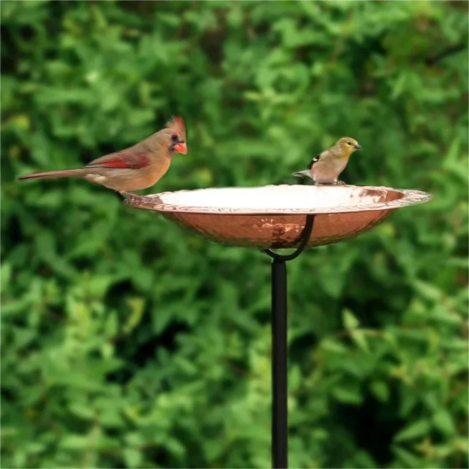 Metal Bebedero pajaros con Pie Baño for pájaros, pequeño, cobre puro(Birds)