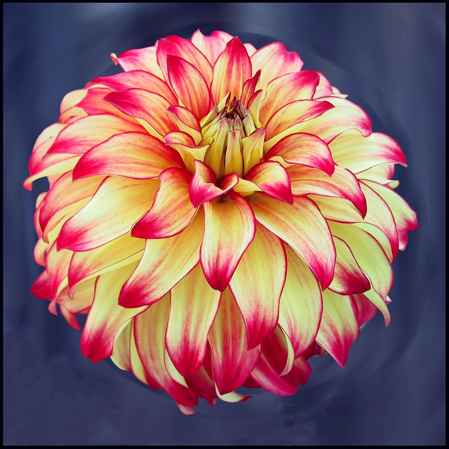 Dahlienzwiebeln,Kräftige Dahlienknollen,Dahlien Knollen Groß,Seltene