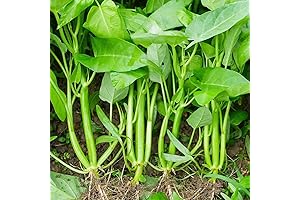 Non-GMO Choy Ong Seed