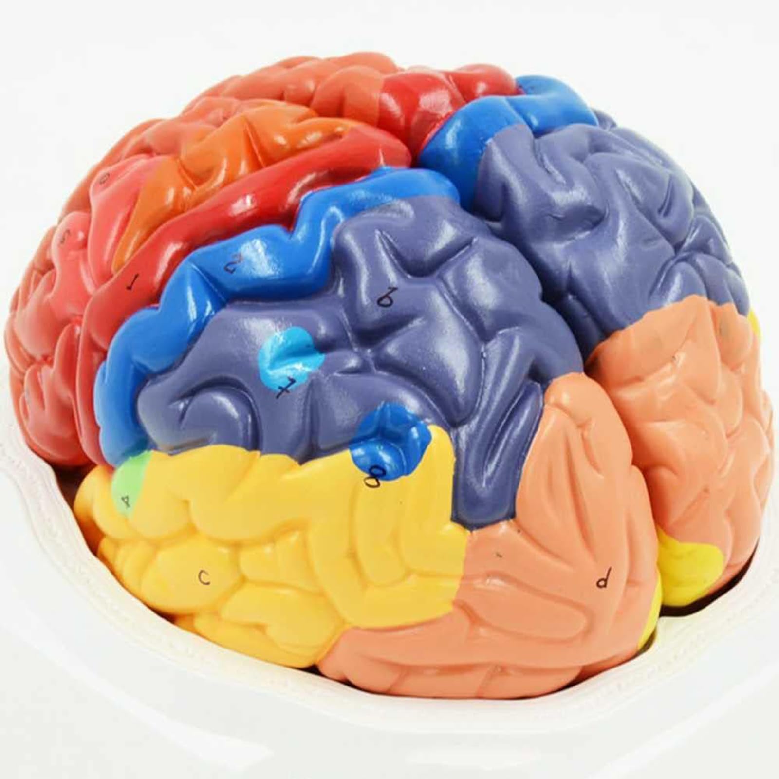 Modèle de cerveau pour la psychologie avec étiquetage numérique