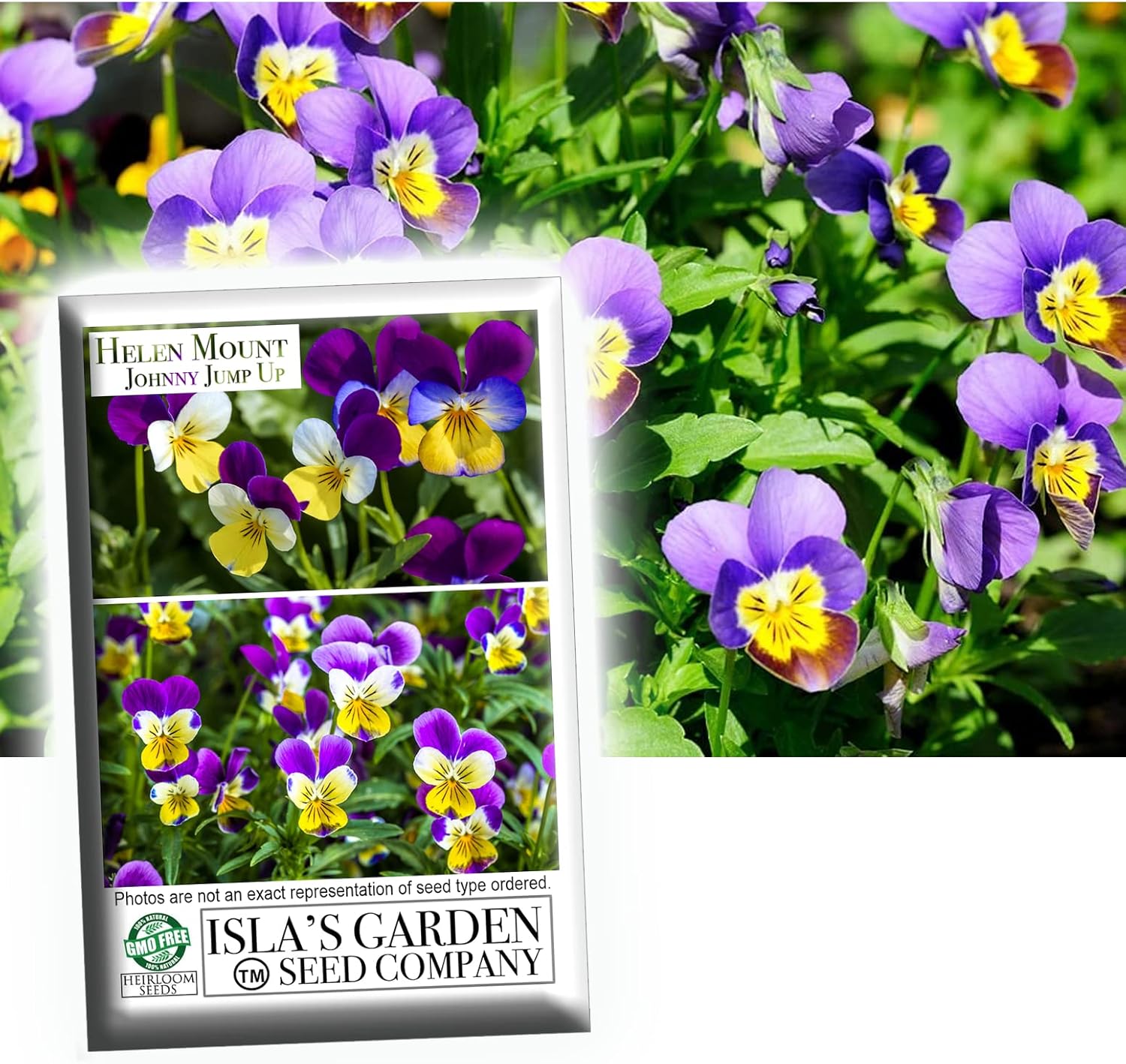 Helen Mount Johnny Jump Up Viola Flower Seeds, 500+ Seeds