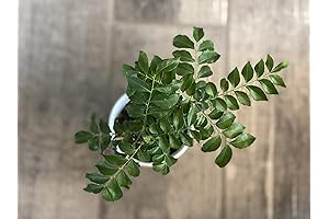 Curry Leaf Plant - Live Curry Plant to Enhance Your Home
