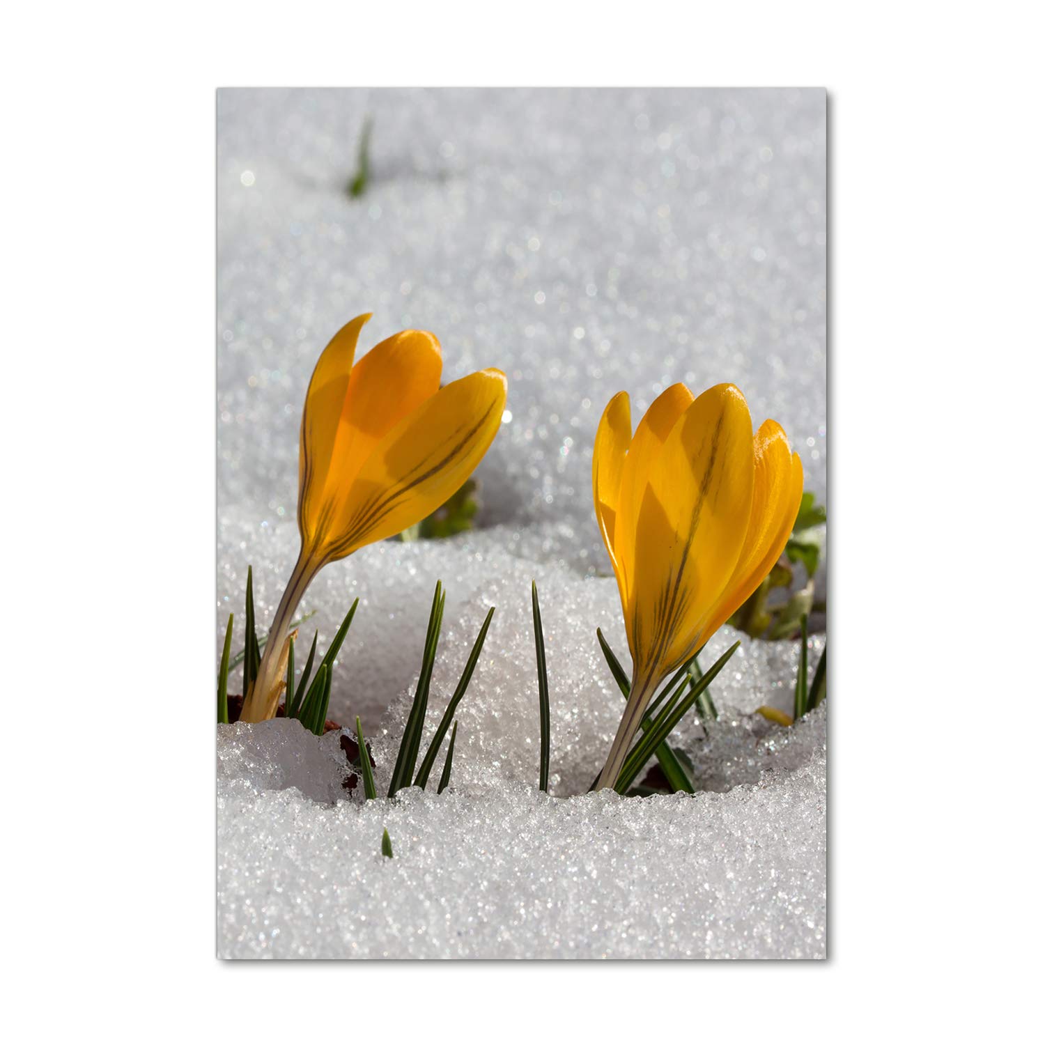 Impression sur verre acrylique Tulup 70x100 cm | Tableau crocus jaunes