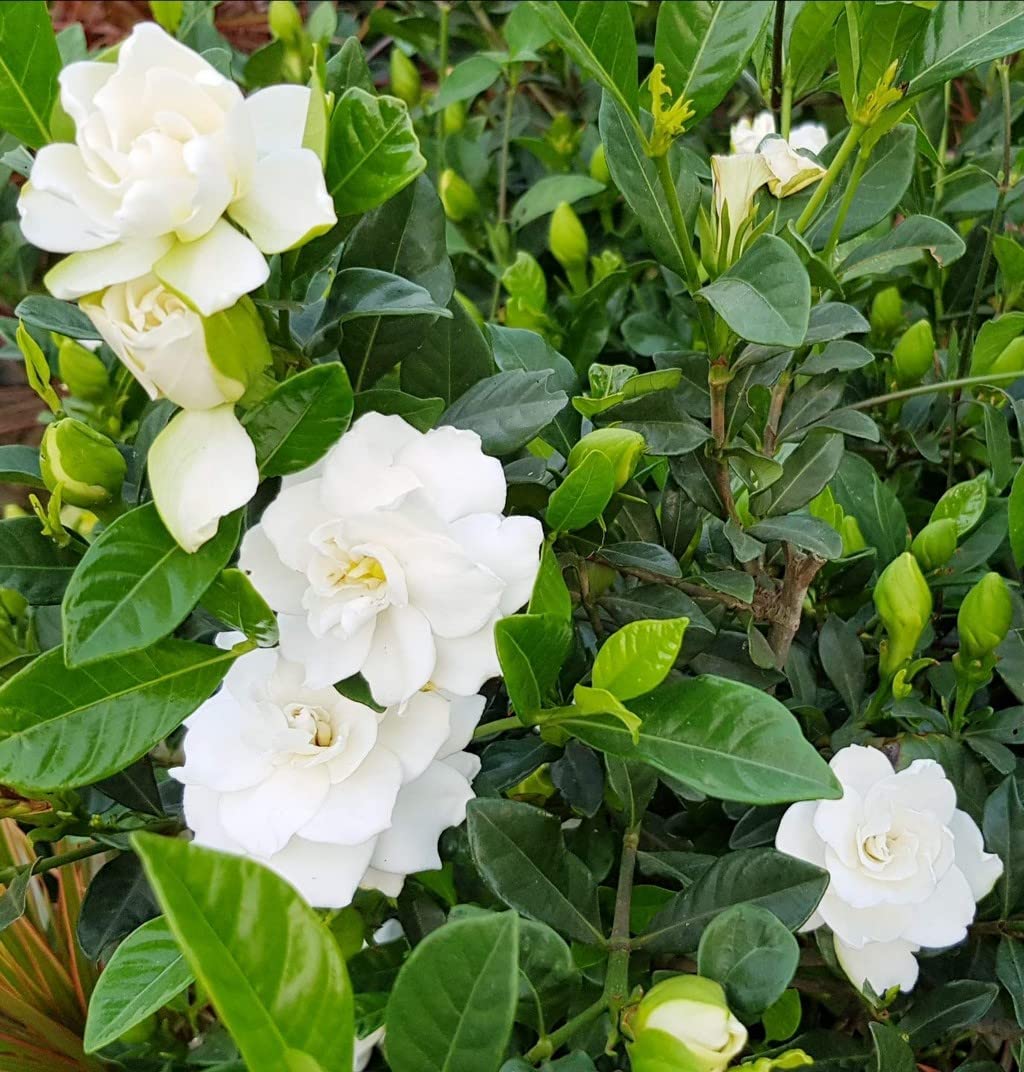 Door to garden Live CAPE Jasmine - Gandhraj Double Hybrid Flower Plant - 1 Gardenia Fragrant Flower Plant -6-10 Inches Plant - Pack In Poly Bag (B0B88CML5F) Amazon Price History, Amazon Price Tracker