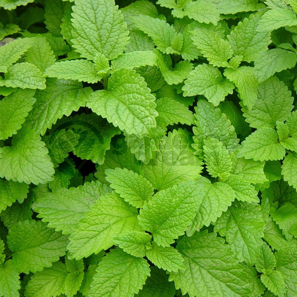 Balm Lemon - 1 Plant - Garden Kitchen Herb for Cooking Planters in 8cm Pot