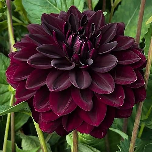 Miniatura 4 de QAUZUY GARDEN 10 semillas de flores de dalia negra, planta ornamental para plantar decoración de jardín en interiores y exteriores