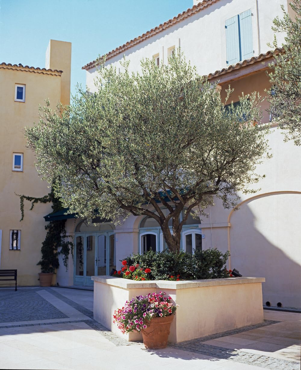Olea Europaea Halbstamm Olivenbaum XL 80-100cm  Mediterrane Kbelpflanze  fr Balkon, Terrasse und Garten - 19cm Topf (2) : Amazon.de: Garten
