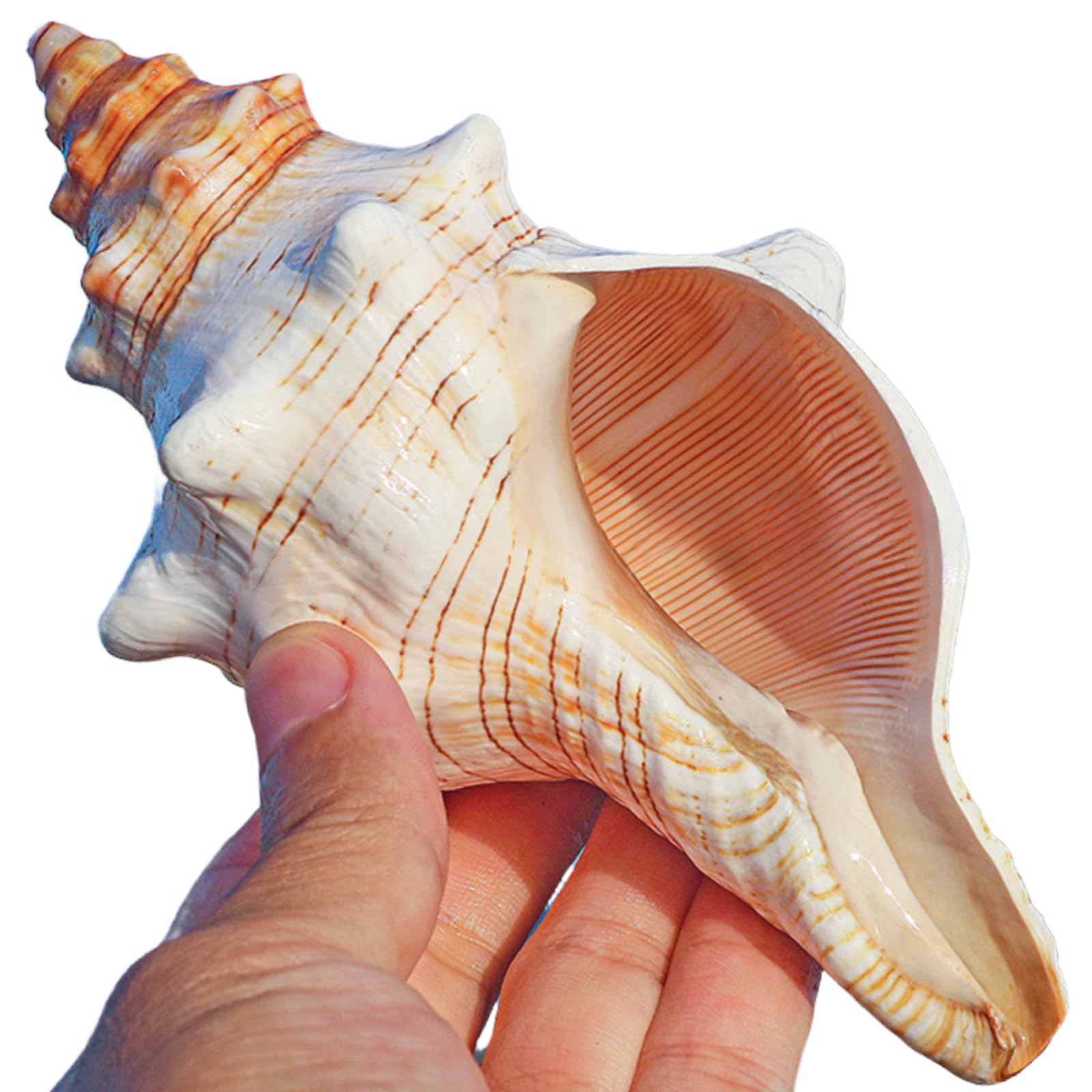 Wanwanzi 2PCS Conch Shells Large Natural Seashells | for Fish Tank, Beach Theme Party, Wedding Decor & Home Decoration | Coastal Decor for Aquarium, Crafting, Nautical Accents
