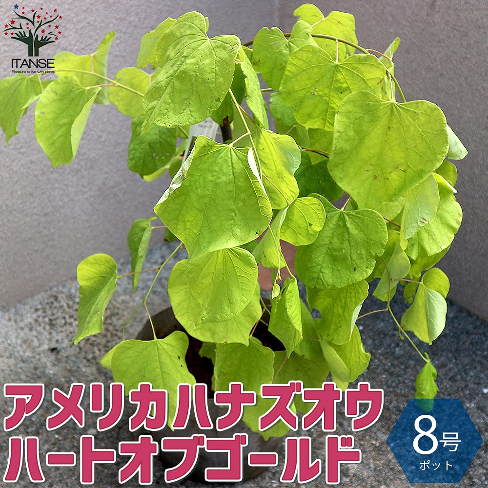 アメリカハナズオウ ハートオブゴールド 接木6年生 220cm大苗 園芸