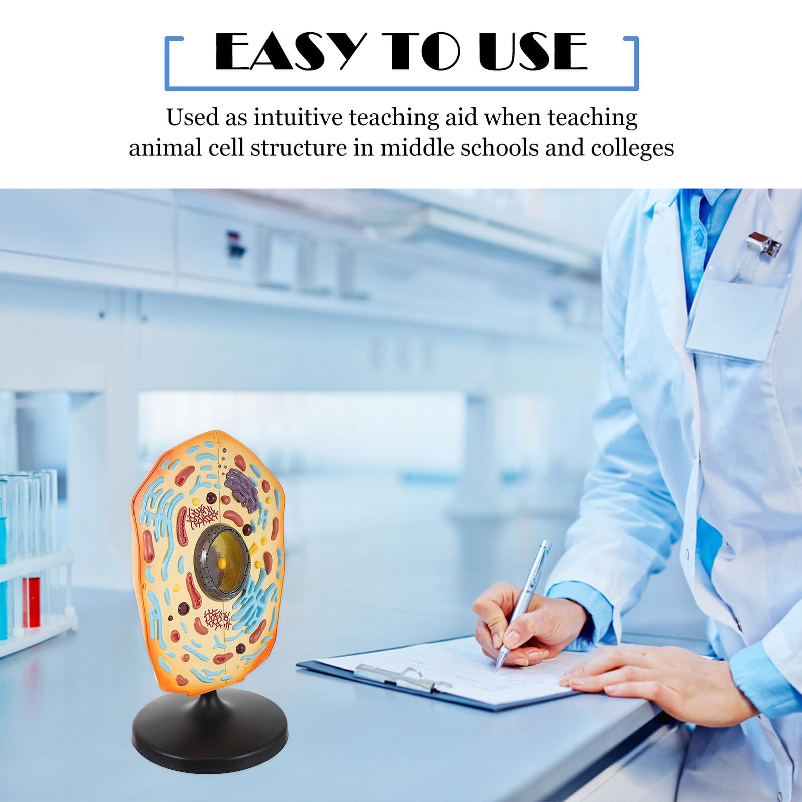 BESTonZON Anatomisches Tierzellmodell aus ABS Lehrmodell für Biologieunterricht Lernhilfe für Schule und Labor Vergrößerte Tierzelle