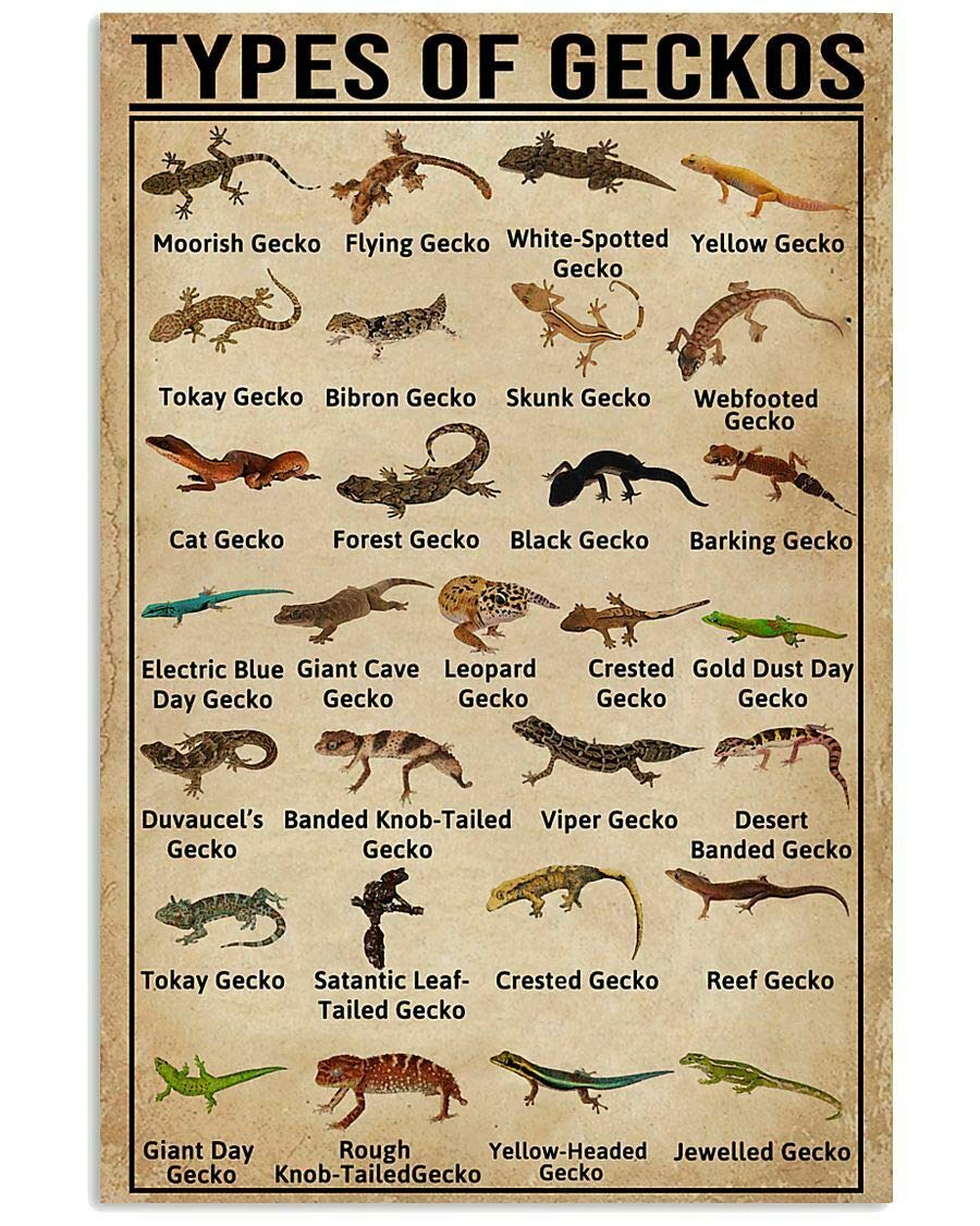C-04 Types Of Geckos Posters Retro Science Knowledge Metal Signs Animal Wall Decor Home Decor Room Decor Club Art Printing Plaque 12X17 Inches