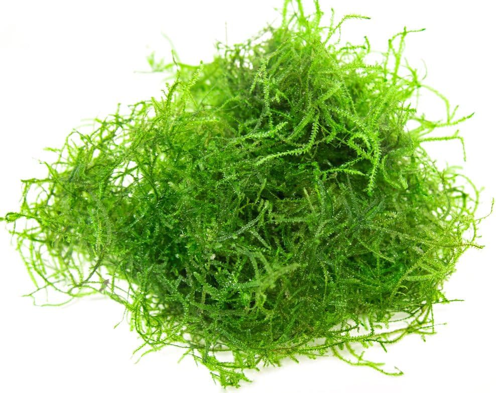 Aquatic Arts Deluxe Java Moss (Taxiphyllum barbieri, Formerly Vesicularia dubyana) - Half Portion at 3x3 Inches