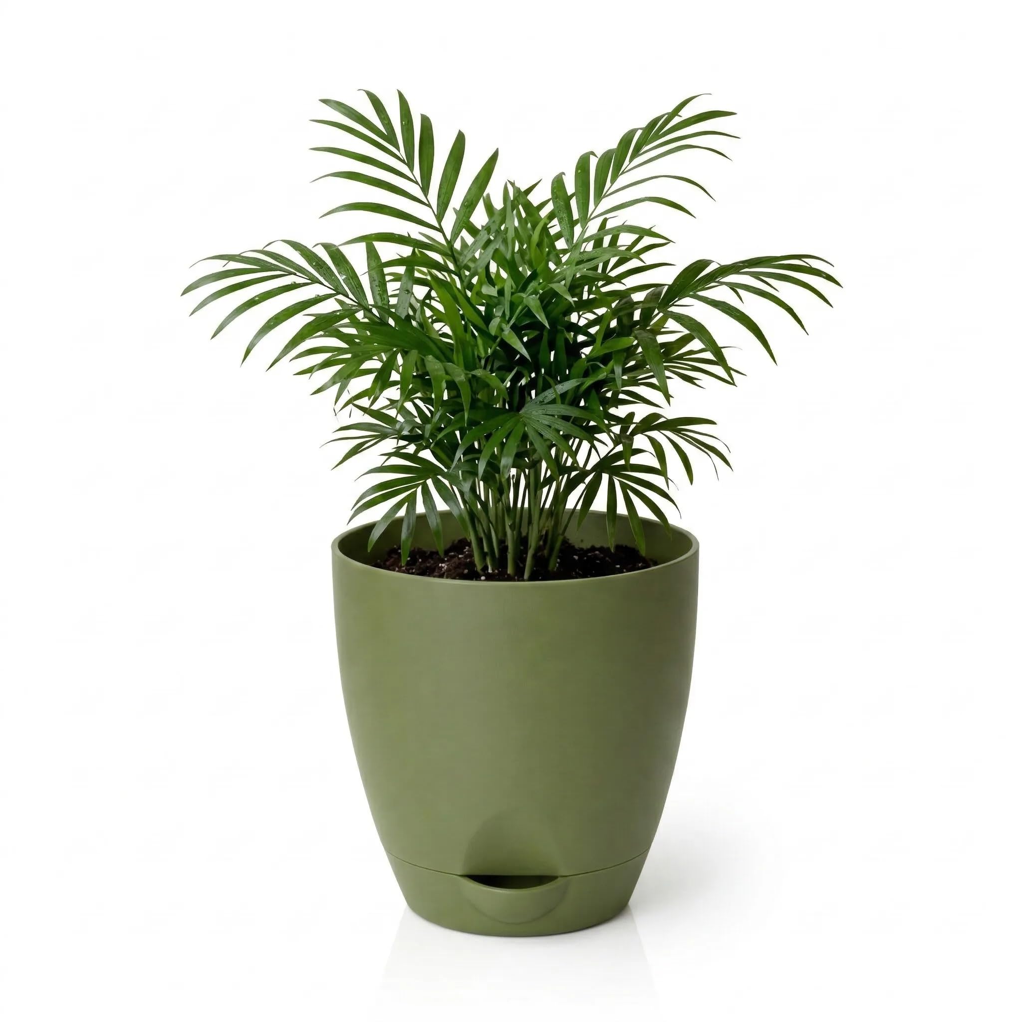 Areca Palm Plant | Indoor Live Plant with Self Watering Pot | Small | Air Purifying | Home & Office Decor (Olive)-image-24