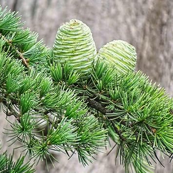 Cedrus deodara Deodar Cedar Tree Seeds, Evergreen, Attractive Foliage, Seeds by MySeeds.Co, You Choose The Amount 0.25 oz