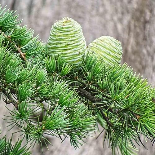 Cedrus deodara (Deodar Cedar) Tree Seeds, Evergreen, Attractive Foliage, Seeds by MySeeds.Co, You Choose The Amount (0.25 oz)
