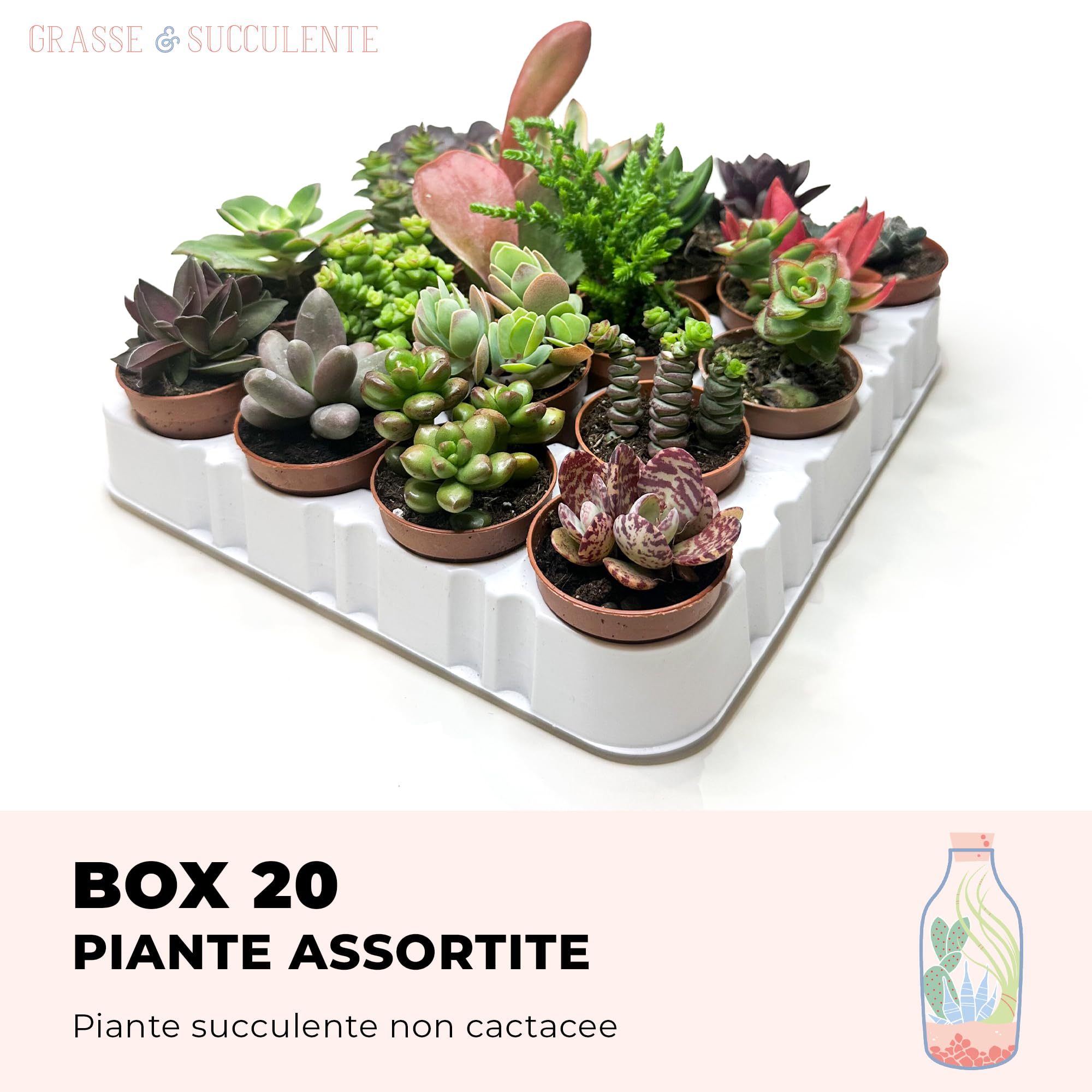 Box 20 Piante Grasse e Succulente Senza Spine, Vaso Ø 5.5cm, Piante da Interno Assortite, Decorative e Facili da Curare