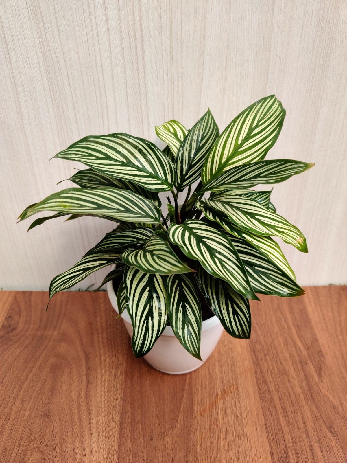 CAPPL Calathea Vittata Live Plant Natural Prayer Indoor Plant in Pot (B0BJB8QSD2) Amazon Price History, Amazon Price Tracker
