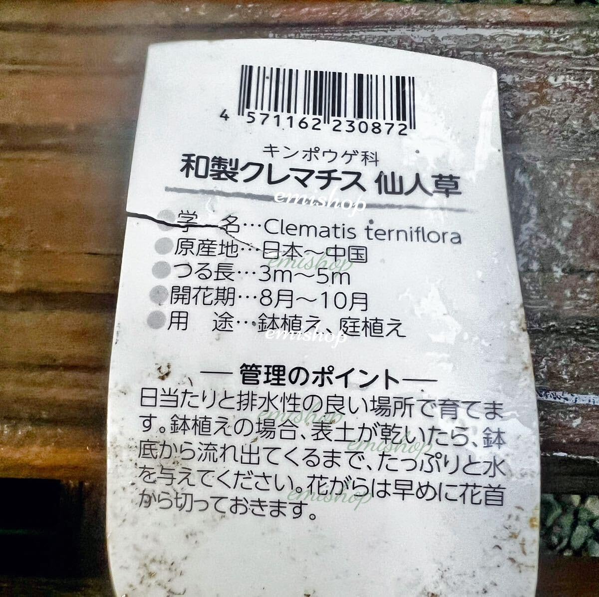 クレマチス仙人草挿し木、挿し穂、山野草、宿根草、蔓性、つる性、カット枝 Amazon.co.jp: クレマチス仙人草挿し木、挿し穂、山野草、宿根草、蔓性