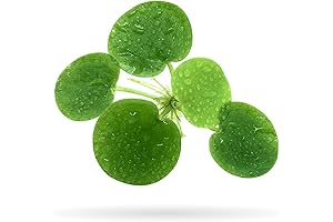 Aquarigram 20+ Leaves Amazon Frogbit Floating Live Aquarium Plant