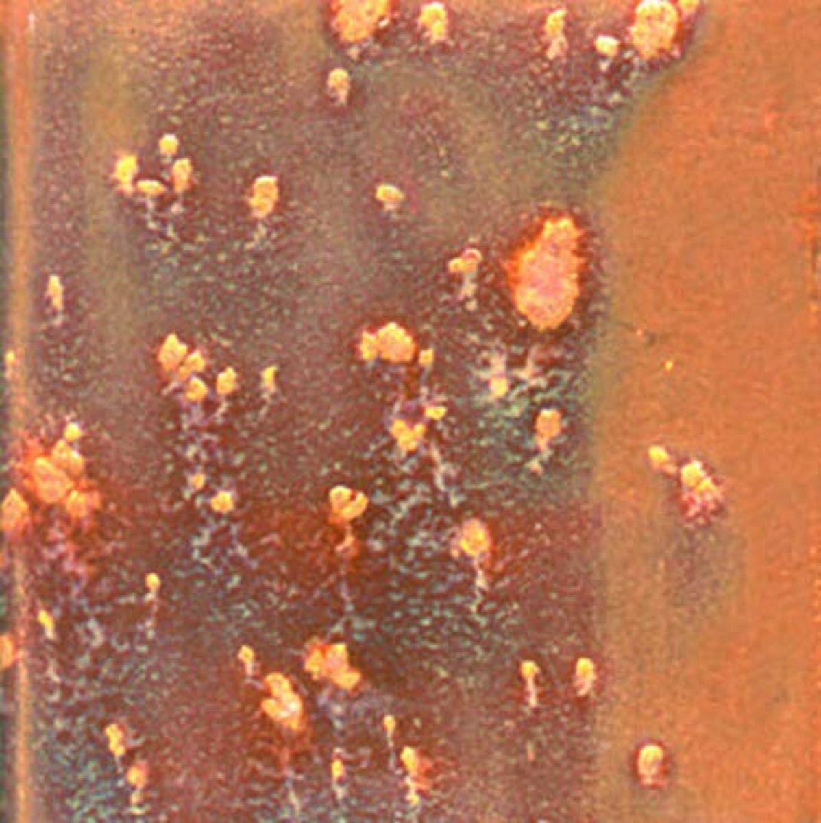 Mayco Elements Chunkies Glaze, Glowing Ember EL-204, 1 Pint