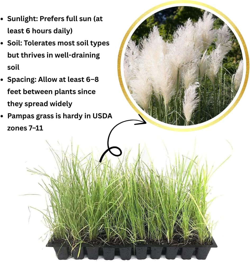 Pack 3 White Pampas Grass Plants Live Clumps, 5-9 Inch Tall, Ornamental Grasses Live Plants Perennial