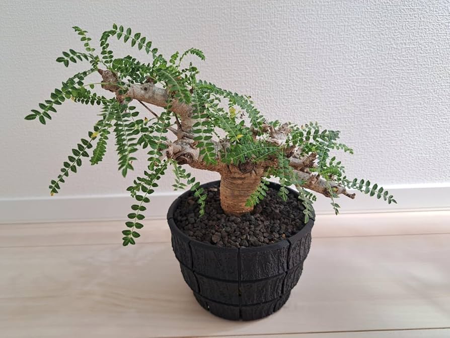 Amazon.co.jp: ボスウェリア ネグレクタ 発根済 現地球 良型 : DIY