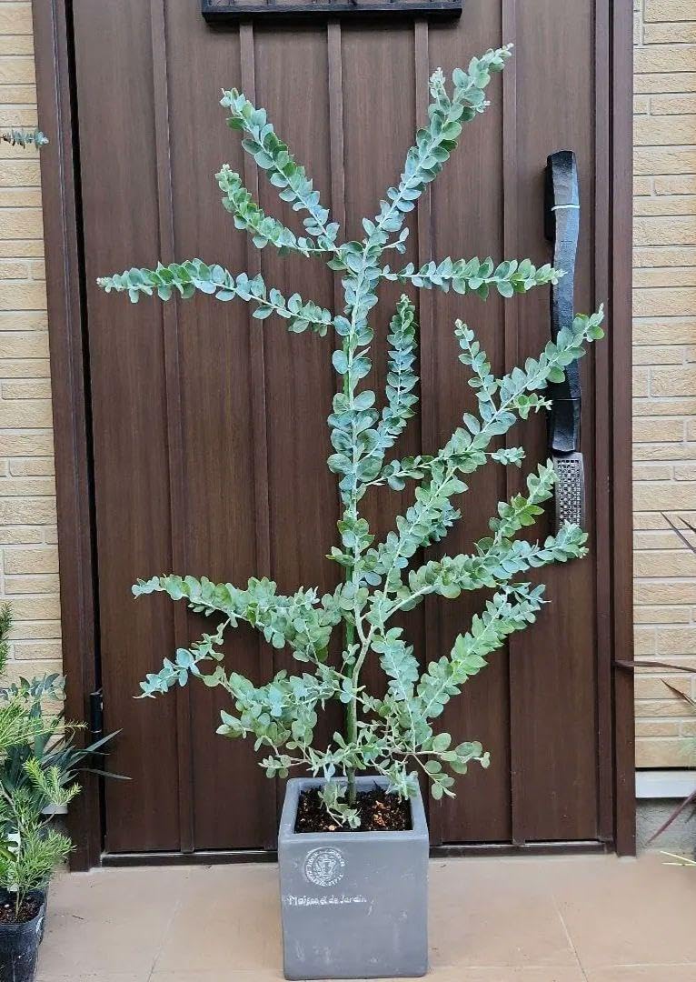 パールアカシア スクエア型テラコッタ鉢植え オージープランツ ミモザ 苗