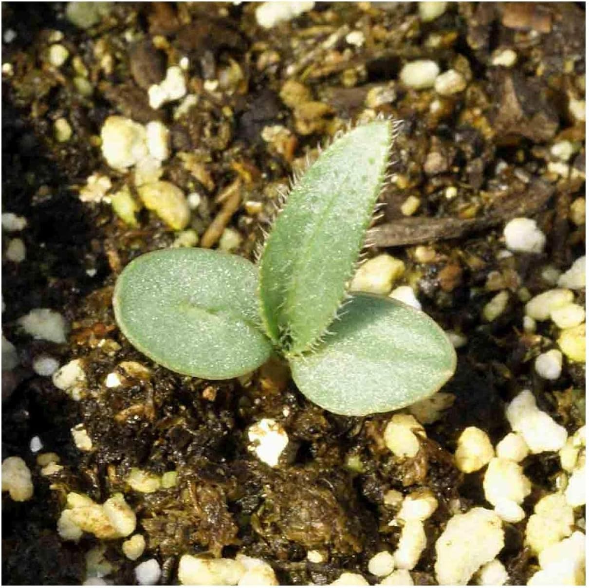 Everwilde Farms - 1/4 Lb Narrow-Leaf Purple Coneflower Native Wildflower Seeds - Gold Vault