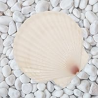 Vista 5 de 20 conchas de vieira grandes de 4 a 5 pulgadas para manualidades, conchas marinas grandes naturales para manualidades, conchas blancas de gran mar